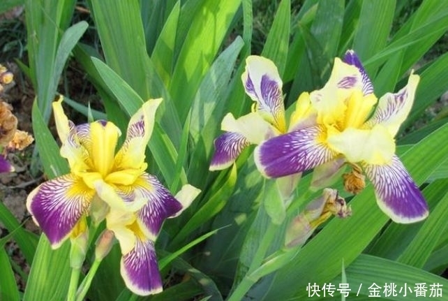 养花就养这几款,花朵小巧玲珑,花香易打理,养在客厅美极了