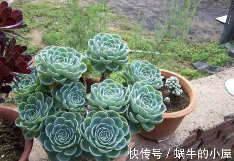 秋天好养活的6种多肉,丢角落里也能长得胖乎乎,颜色漂亮惹人爱