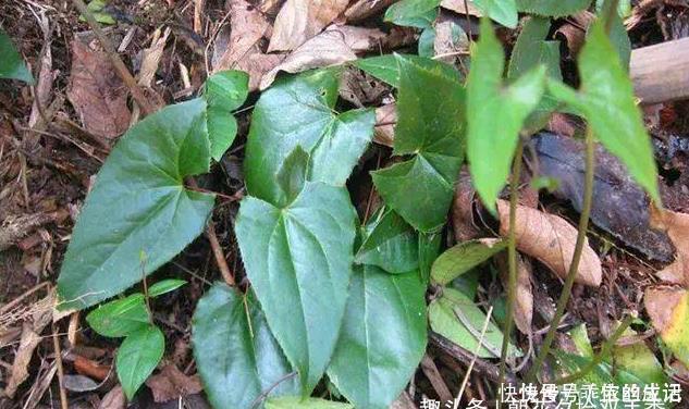 名字|羊特别喜欢吃的一种野草,名字使人反感,不过价格却很高