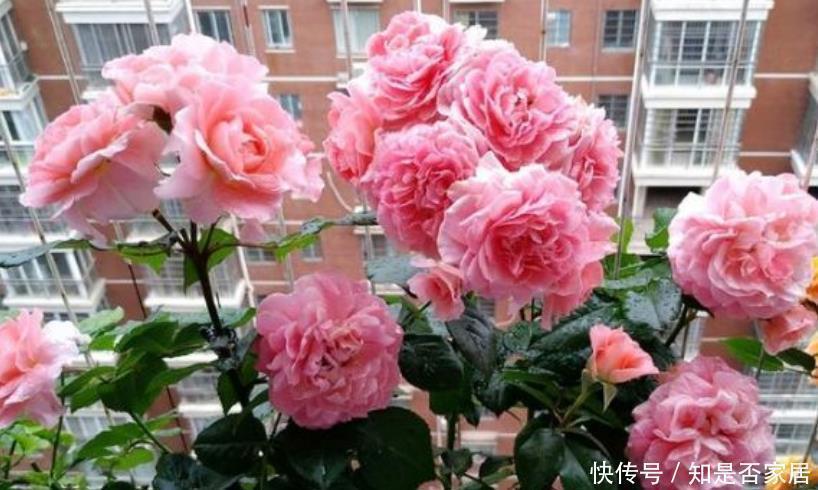 4种花便宜漂亮又好养,10元买两盆,两月变成一阳台,天天有花赏