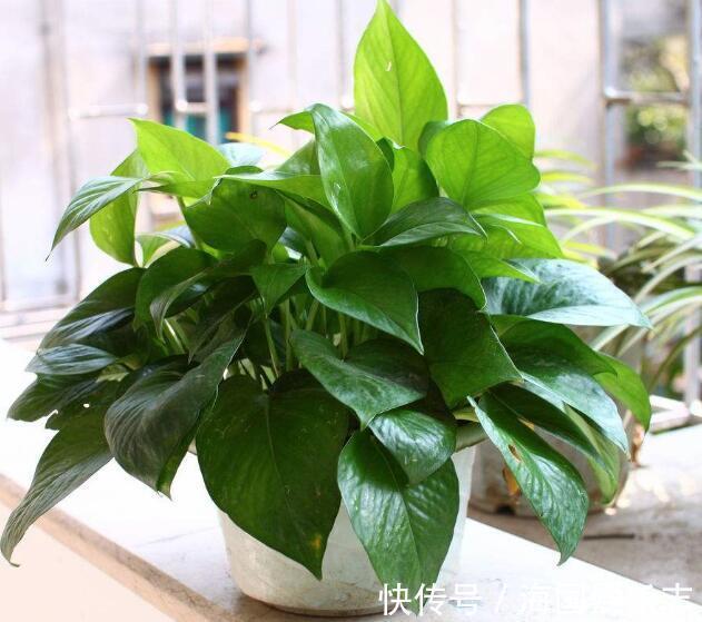 根部|绿萝什么时候浇水好选对3个“黄金时间”浇水,绿萝翠绿生长旺