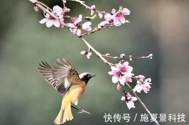 语文教材&南宋这首诗曾入选民国语文教材,开篇美不胜收,颔联寓意深远