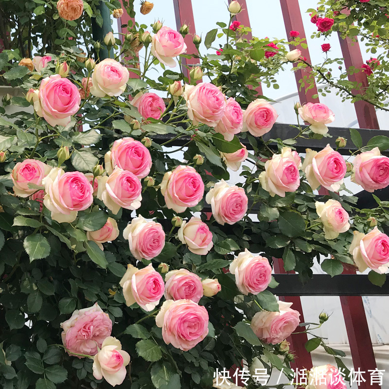 6种“硬气花”,冬天赶紧“扔出去”,冻一冻才壮,开花更劲爆