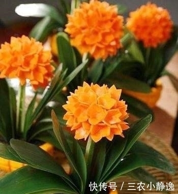 家里养花“讲究大”,2种花“镇宅”, 2种花旺家,要养起来