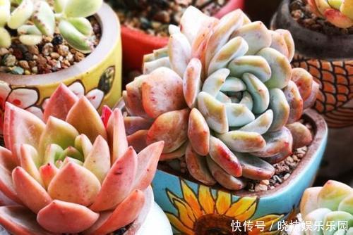 肥厚|给多肉喂2种肥水,15天喝一次,叶片圆滚滚,长成肉墩子!