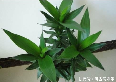 水插富贵竹时,加点这玩意,生根快,叶子一直绿油油!