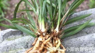 想要根肥株壮,花大色艳,远离病虫害,盆里用3种肥,效果好