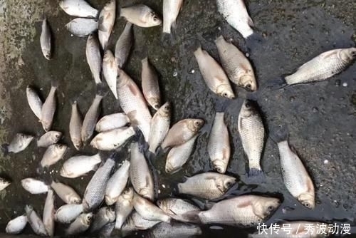 高手在民间,最新双铅通线单钩法,喜欢野钓别错过