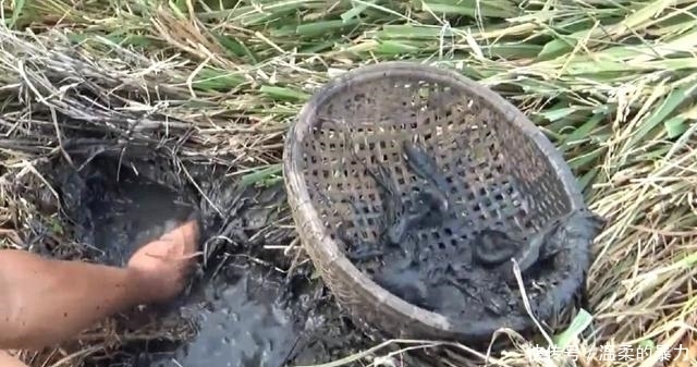 现在还有这种农田？扒开草皮，烂泥里一群野鱼，轻松抓一盆