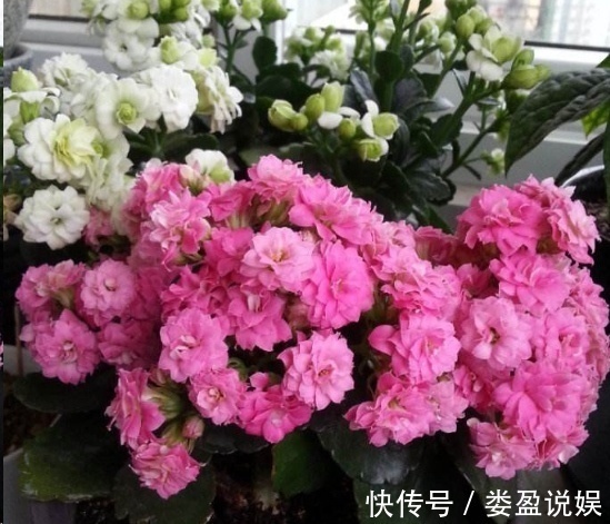 长寿花|别再浪费钱买花了,这些花掰片叶子就能长一大盆,省下好多钱!