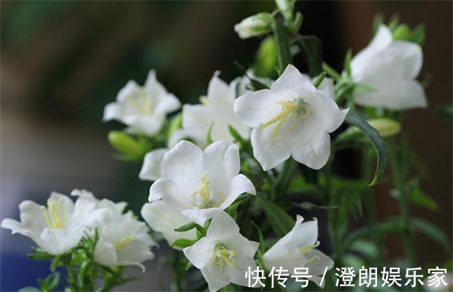 幼苗|风铃草盆栽该如何养护呢只要做到如下几点,萌新涨姿势了