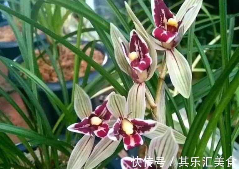 新手养兰花，教你一招叶子自然矮化，长势旺盛花苞更多