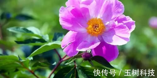 一味中药,能调理肝气不舒,还能调理各种疼痛