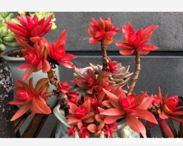6种皮实好养的多肉，冬天阳光一照叶色鲜红鲜红的