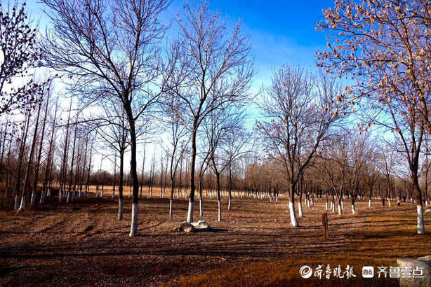 老年|就地过年·春在身边｜芦苇摇曳、天鹅畅游！济西湿地公园春意正浓