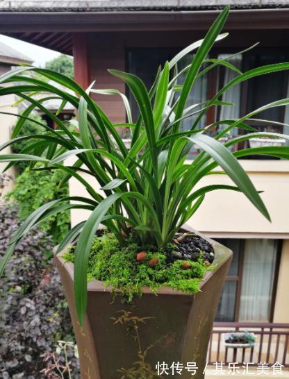 秋冬季节买兰花，一个要点要牢记，掌握了才能快速开花，长爆盆