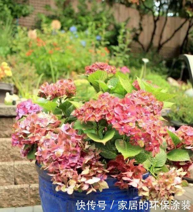 土壤|为什么自己养的绣球花不能开花,看看你有没做对此几点