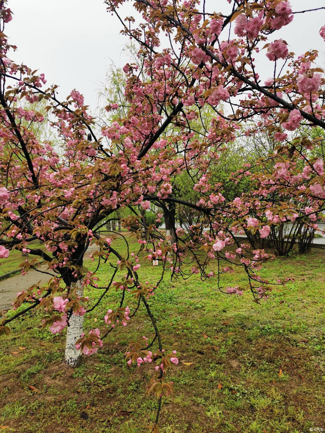 雨中盛开的樱花