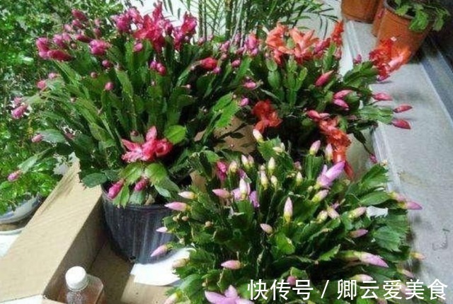 休眠|在市场买花,要记住“四不买”,养花再也不踩坑,养好也是挺简单