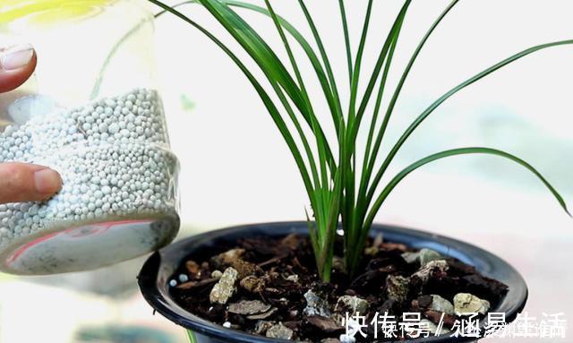 兰花一年只用2种肥,选对时机用,蹭蹭冒新芽,呼呼长花苞