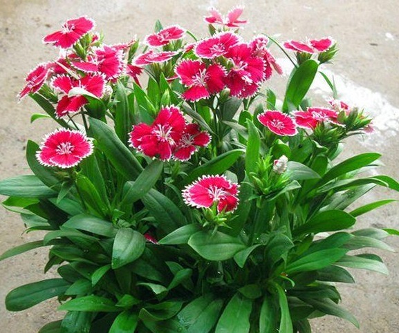 几种花用“小盆”养，花开花谢一茬一茬不断，天天享受花海