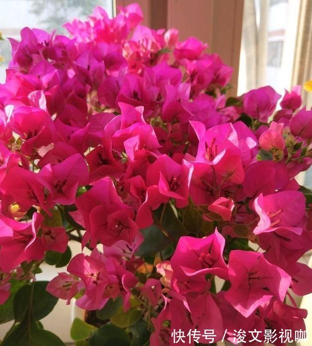 春节不能错过的4种招财花,花香易打理,养在客厅美极了