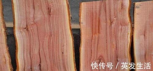 家具|香椿树直径有40厘米,可以用来做家具吗?做家具的效果怎么样?