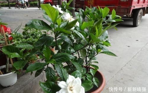大爷|大爷种栀子花，从不施肥，一些“垃圾”全扔盆里，最后花开十几朵