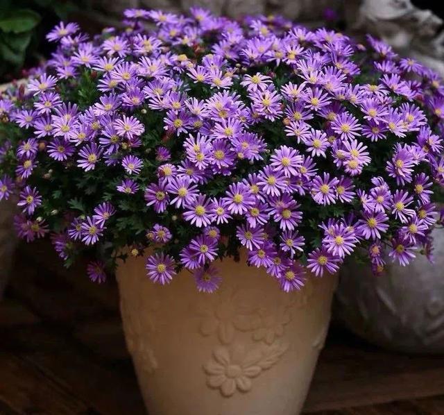 6种便宜花，好养又容易爆盆，春天养几盆，开花多到爆，漂亮极了