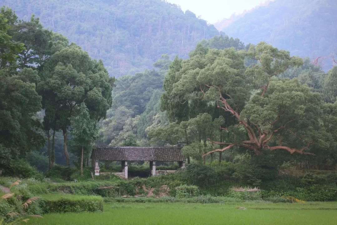 寺院|天台山国清寺恢复开放! 这里低调地美了1400多年, 佛到骨子里!