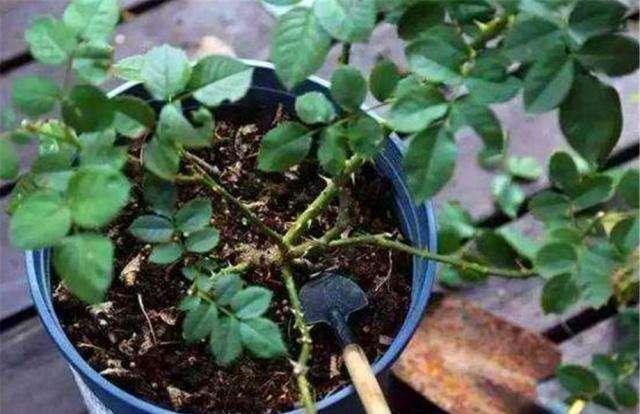 换盆一定要浇“定根水”别傻，3种花别浇，不然黑腐又烂根