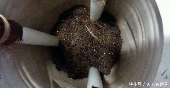 三脚架|自制绿萝三脚架,6步就完成,绿萝分分钟长成绿瀑布