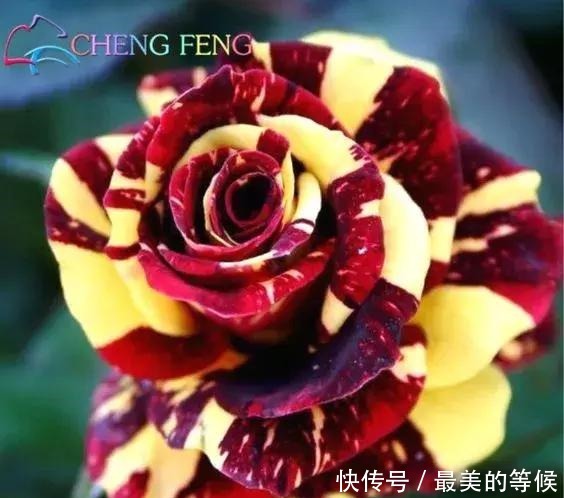 奇花、奇花、奇花、罕见奇花,赶快打开欣赏吧