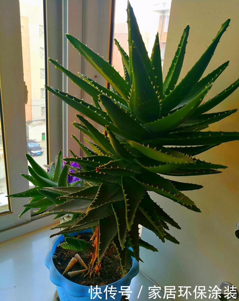 绿植净化空气，买什么样的好？我推荐5种给你，试一下效果