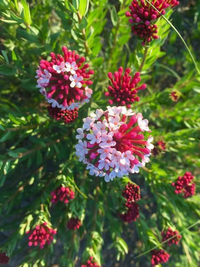 漂亮的花都有毒,这几种花不建议大家养,也不建议大家碰