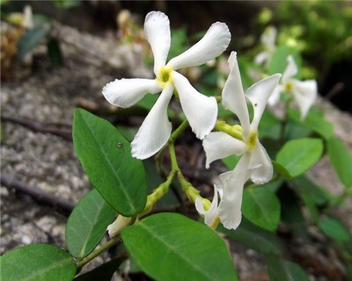 植物|盆栽络石如何养教你3个养护络石的妙招，花开清雅芬香四溢