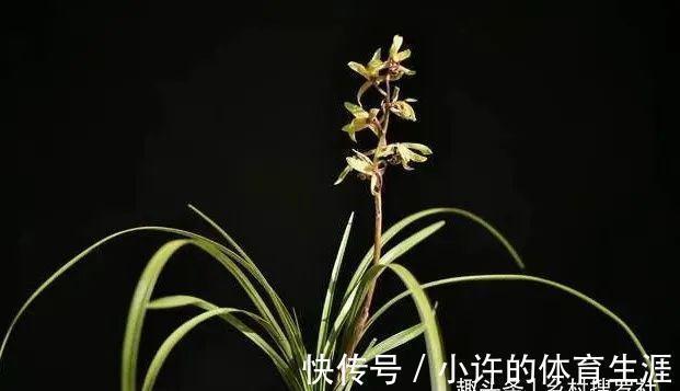 保湿|秋冬阳台养兰花，保湿是关键，可如果做错3件事，兰花喷雾会烂苗