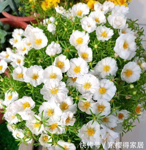 霜降|太阳花开花少，试试这个方法，花比叶多，开花到霜降