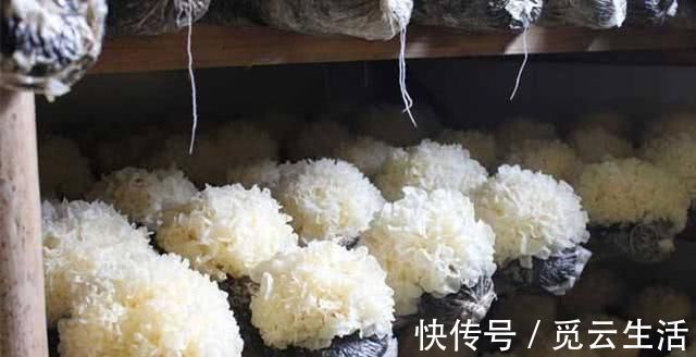 宁心安神|藏在身边的“天然安眠药”, 睡前吃一点, 让你告别失眠, 睡得香!