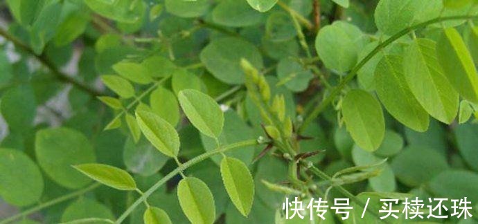 韭菜|痔疮反复不要慌，这几种食物每天吃一点，痔疮可能会慢慢消失！