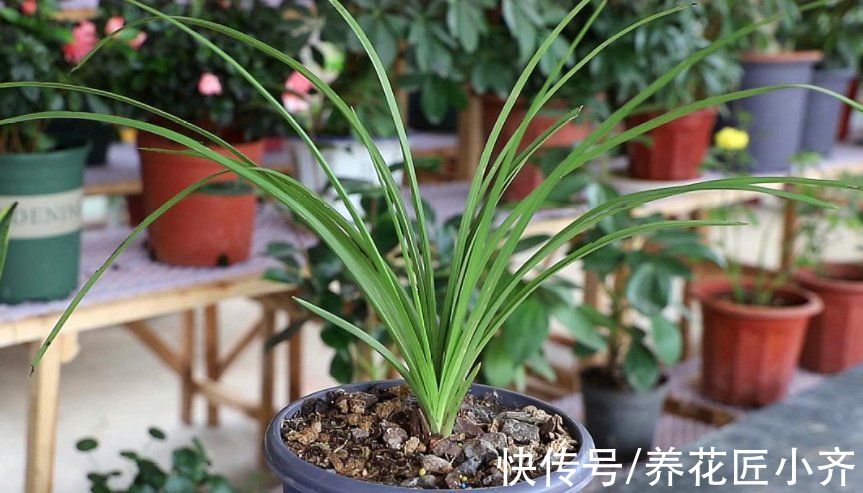 给兰花换盆,注意5个“要点”,保证兰花根系壮,后期长势旺