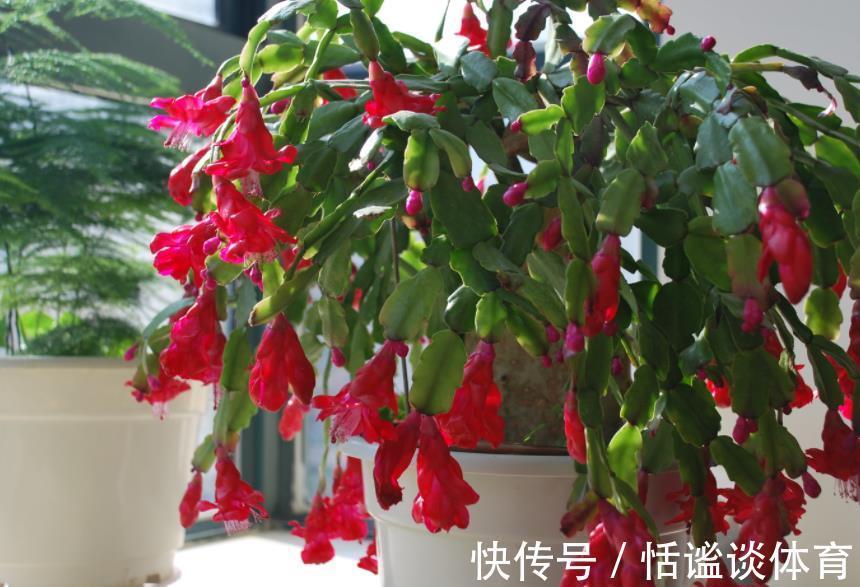 烂根|秋冬蟹爪兰叶片软软的,教你一个小技巧,叶片硬朗花开爆盆