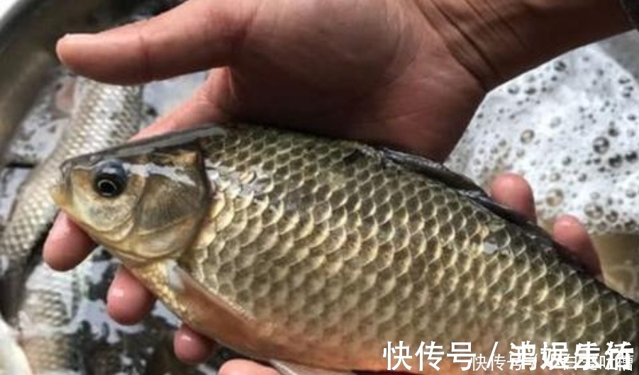 味型|冬钓用饵,岂能随随便便!按我说的做,一根竿子都钓不过来