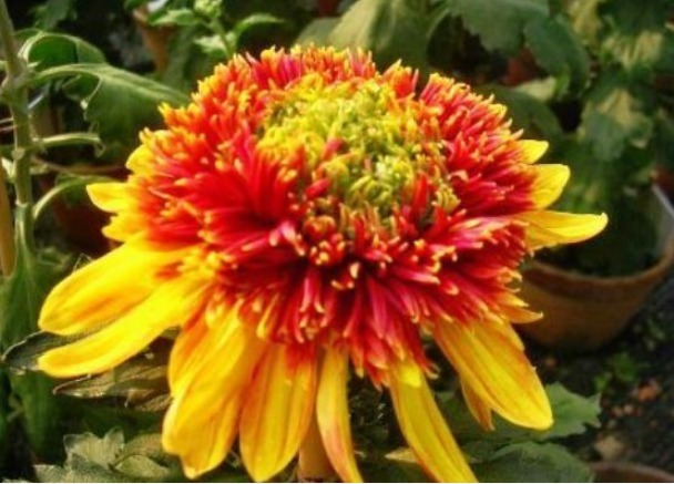 喜欢菊花，不如养盆“珍奇名菊”金托桂，似孔雀，花开四方