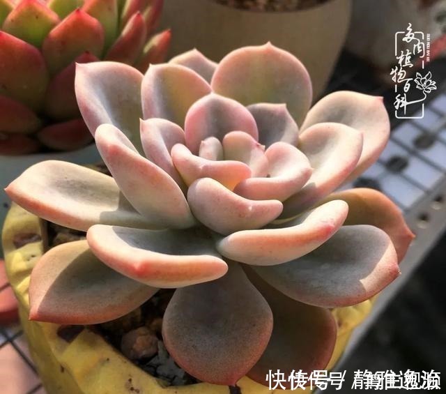 静夜|养多肉三年多,初见惊鸿!累并快乐着!养多肉三年多,初见惊鸿!累并快乐着!