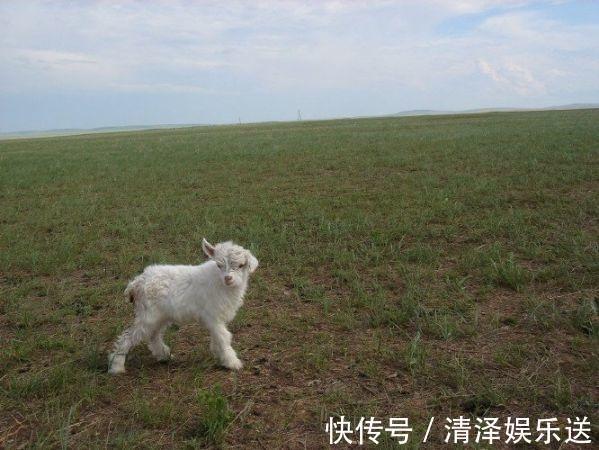 一生|不论男女，生于阴历这几月的属羊人，一生运势最好