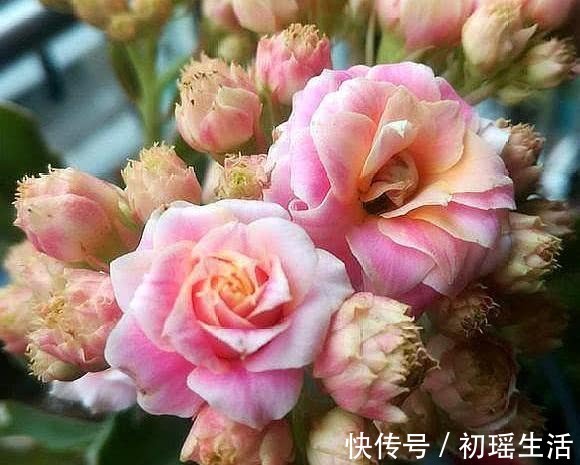 养长寿花容易犯4个错误,难怪不生长也不开花