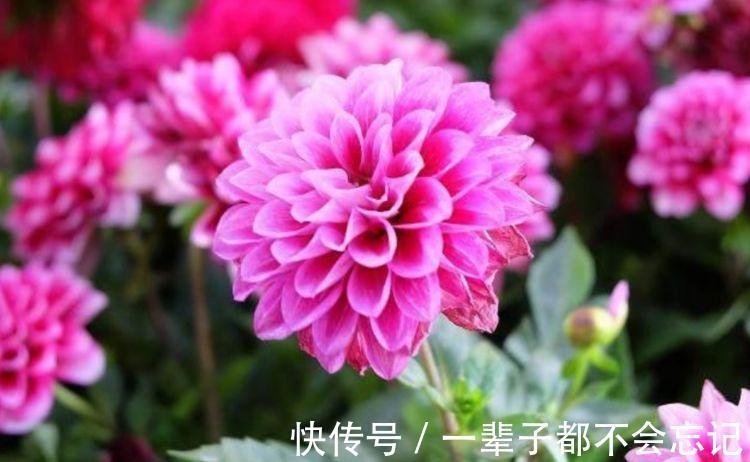 3种花适合新手养，不用费心，家里财运亨通，旺运一整年