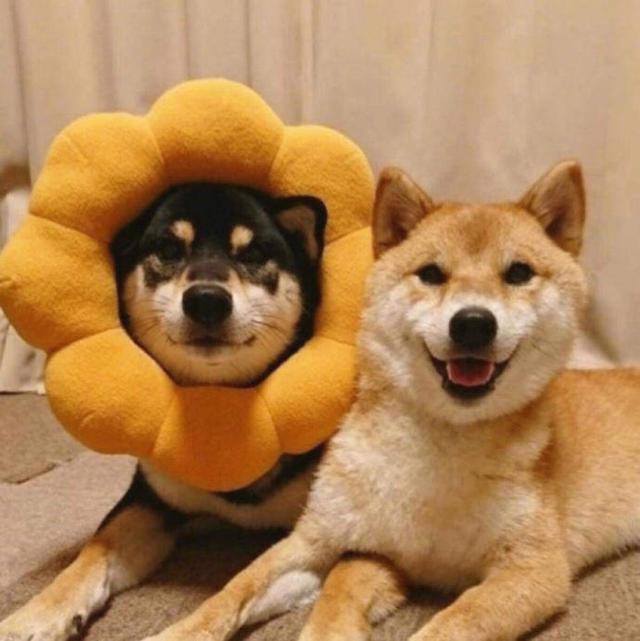 |搞笑段子:我爸爸有一辆非常老旧的面包车!