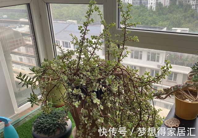 4年不修剪的雅乐之舞长成这样，花友都说挺好看，早修剪会更美